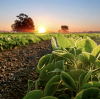 Growing Demand for Humic Acid in Agriculture BY: Lydia
