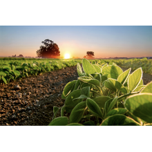 Growing Demand for Humic Acid in Agriculture BY: Lydia
