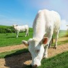 Key Roles of Zinc Sulfate in Animal Feed: A Comprehensive Analysis By:Lina