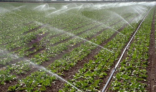 News about magnesium sulfate anhydrous and its impact on related industries BY:Binny