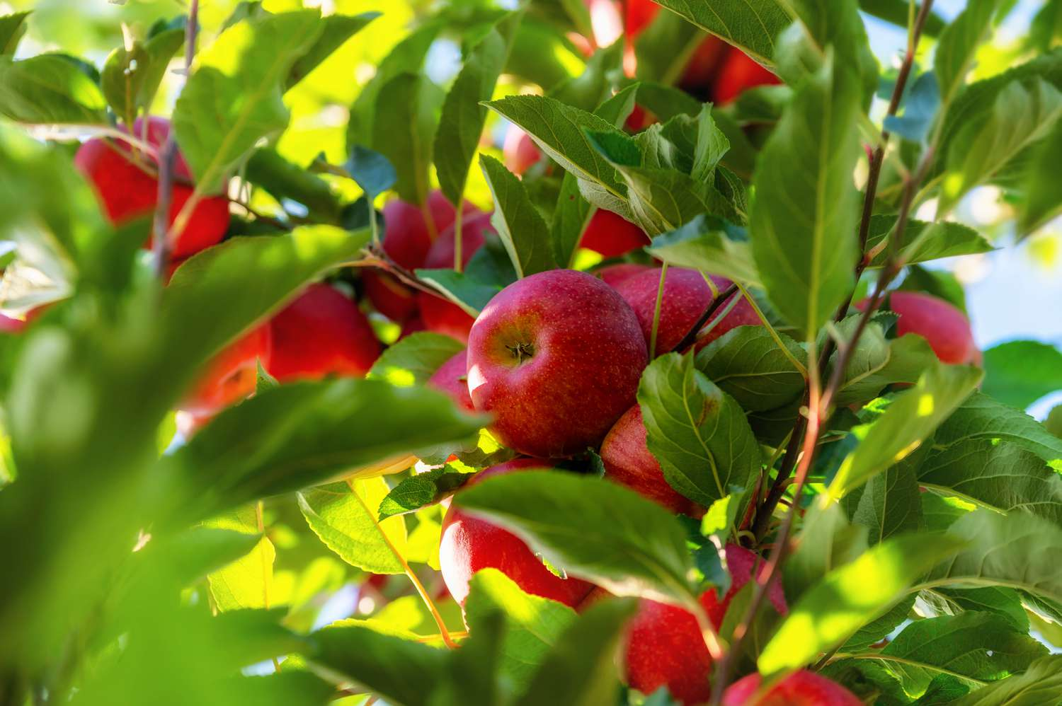 What are the symptoms of potassium deficiency in apples? How to apply potassium fertilizer to apples? BY:Cynthia