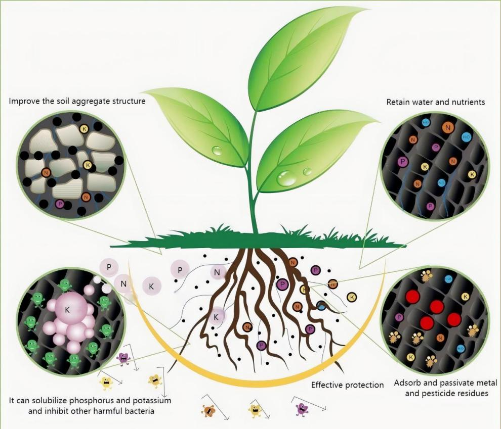 Humic Acid