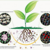 Humic acid Application  BY:Binny