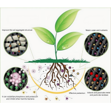 Humic acid Application  BY:Binny