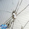 Clear Wire Mesh Security Glass