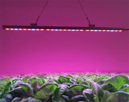 plant lighting