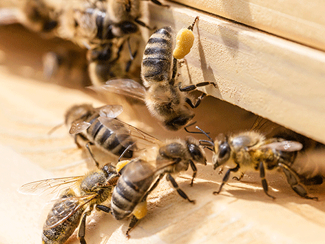 Beekeeping and agriculture could benefit even more from each other