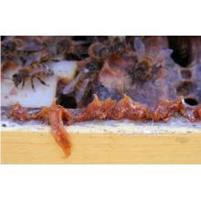 CATCH THE BUZZ – PROPOLIS POWER-UP: HOW BEEKEEPERS CAN ENCOURAGE RESIN DEPOSITS FOR BETTER HIVE HEALTH.