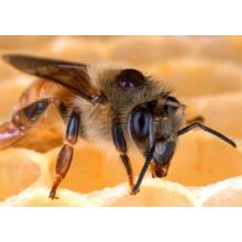 Study shows dangerous bee virus might be 'innocent bystander'