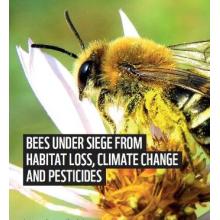 Pollinators in Peril - Climate Change Threat to UK Bees