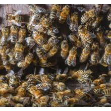 A devastating bee disease outbreak has been confirmed in West Lothian