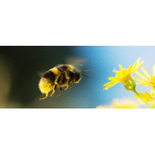 Bees' buzz is more powerful for pollination, than for defense or flight