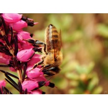Two Studies On Bee Evolution Reveal Surprises