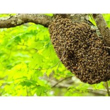 Swarming Bees: What’s it all about?