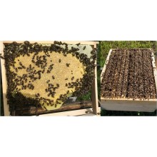 A good plastic bee comb can make you do more with less！