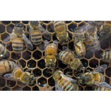 Urban beekeeping is harming wild bees, says Cambridge University