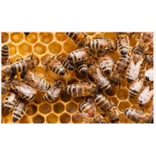 How to Keep Bees: A Beginner's Guide to Beekeeping