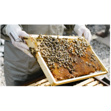 Urban Bee Keepers Can Help Save Wild Bees