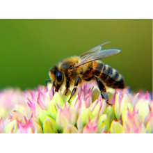 12 Interesting Facts About Bees