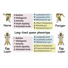 Species shifts in the honey bee microbiome differ with age and hive role
