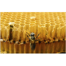 Used by bees for building and embalming, propolis has human health benefits