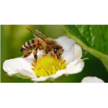Pollination deficit poses a real threat to honeybees