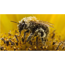 Bee Deaths Reversal: As Evidence Points Away From Neonics As Driver, Pressure Builds To Rethink Ban