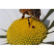 Devastating mites jump nimbly from flowers to honeybees