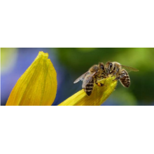 20 amazing facts about honey bees which you didn't know