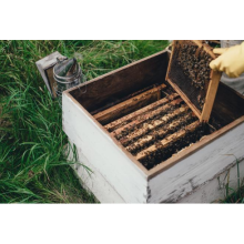 How do beekeepers calm bees?