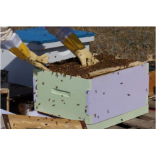 Should you wear beekeeping gloves?