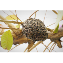 Bees nest and how to deal with it