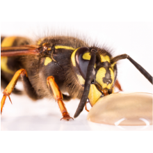 Do Wasps Make Honey?