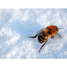 Best tips for getting your honeybees ready for winter!