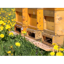 Amazing bees: they learn and teach like humans do!