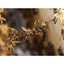 Festooning: how bees layout and build comb