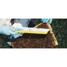 Beehive Management: How to Inspect, Handle, and Feed Your Bees Over the Years