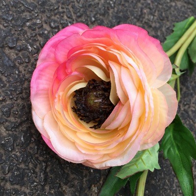 Dual-head Chinese Herbaceous Peony 3.9''