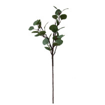 Top-grade Ficus