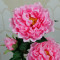RESUP Artificial Propitious Peony 3-Heads 87cm Tall