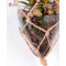 RESUP Artificial Hanging Succulent in Glassware 12cm Tall