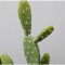 RESUP Artificial Cactus bonsai in Plastic Pot 0139 43.2'' Tall Background Artificial Cactus