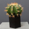 RESUP Artificial Barrel Cactus in Plastic Pot 0140 potted artificial ball cactus Wholesale China Factory