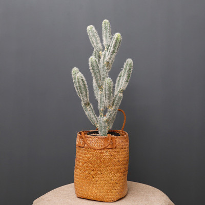 RESUP Artificial Cactus bonsai in Plastic Pot 0143 24.8'' Tall Artificial Cactus Nordic Style Wholesale China Factory