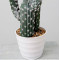 RESUP Potted Faux Cactus for Home Decoration 0394 22.8'' Tall Artificial Cactus Indoor Wholesale China Factory