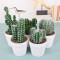 RESUP Artificial Cactus Potted for Home Decor 0260 6.4'' Tall Artificial Cactus Desktop Wholesale China Factory