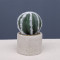 RESUP Artificial Cactus in Cement Pot for Home Decor 0149 5.6'' Tall Artificial Cactus Ball Wholesale China Factory