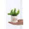 RESUP Artificial Cactus in Ceramic Pot for Home Decor 0278 Faux Cactus Instagram