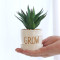 RESUP Artificial Cactus in Ceramic Pot for Home Decor 0278 Faux Cactus Instagram