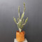 RESUP Artificial Cactus with Basket for Home Decoration 0135 54.8'' Tall Cactus Plant Wholesale China Factory